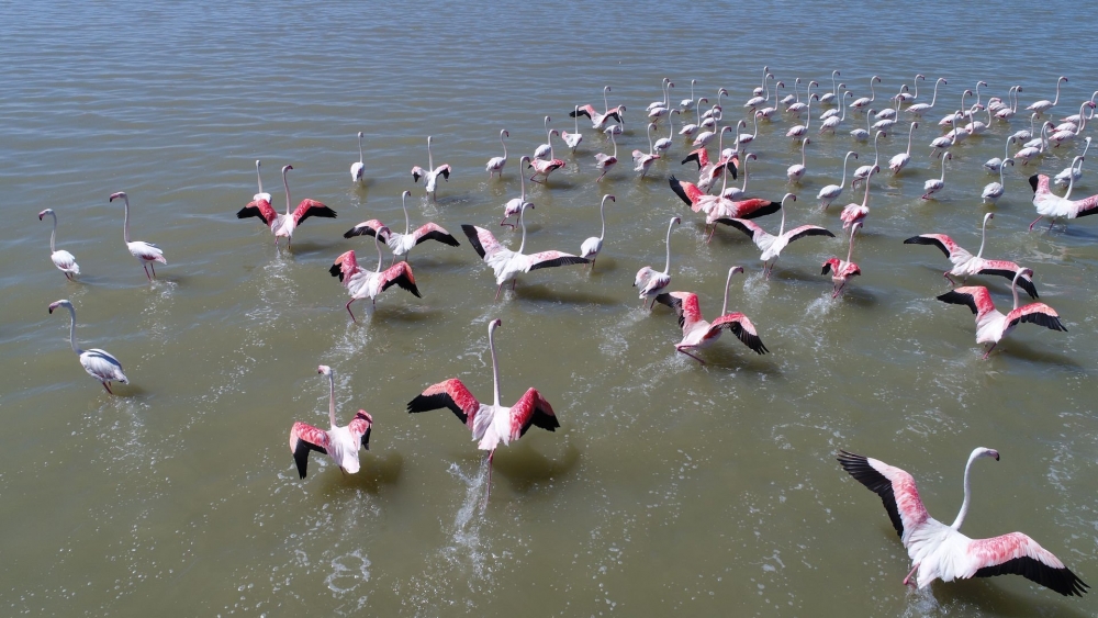 Van Gölü havzasında kuşların görsel şöleni 13