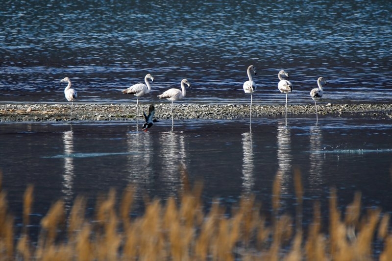 Van Gölü havzasında kuşların görsel şöleni 15