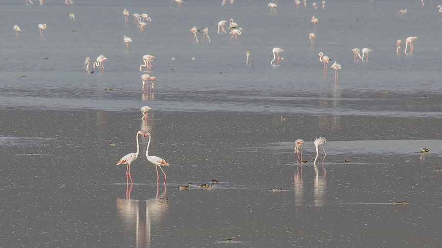 Van Gölü havzasında kuşların görsel şöleni 3