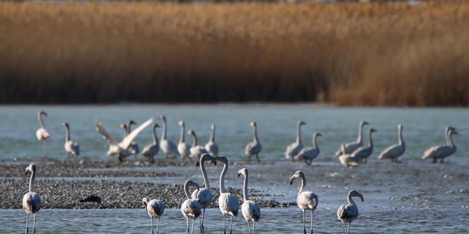 Van Gölü havzasında kuşların görsel şöleni 6