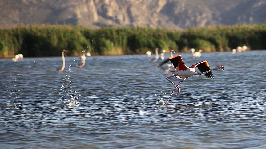 Van Gölü havzasında kuşların görsel şöleni 7