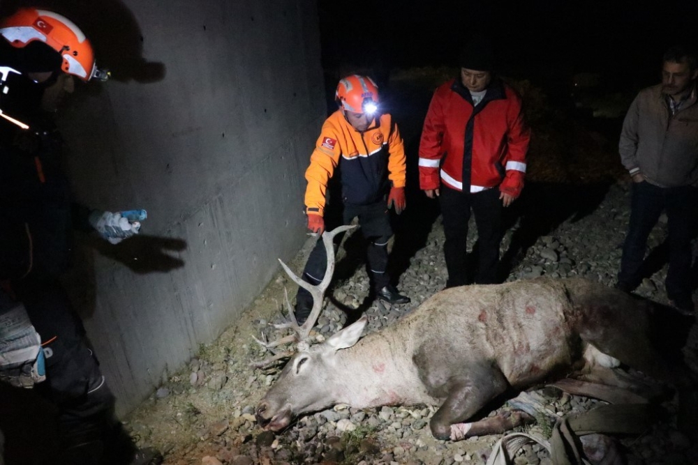 Bolu’da geyik kurtarma operasyonu 4