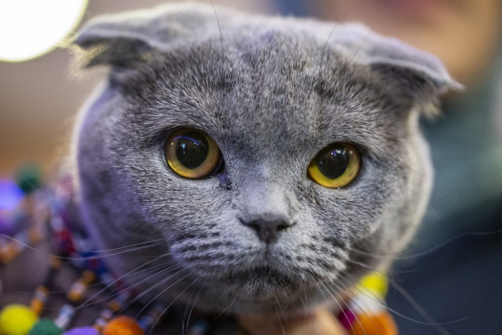 Ankara Pursaklar'da “Kedi Güzellik Festivali” düzenlendi 1
