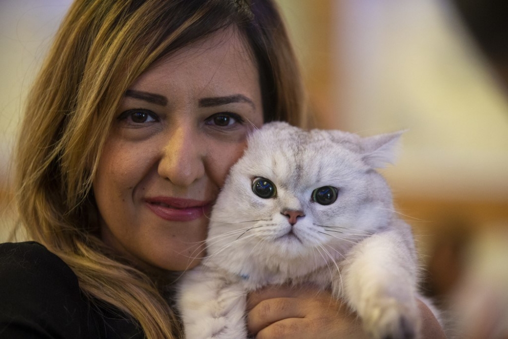 Ankara Pursaklar'da “Kedi Güzellik Festivali” düzenlendi 4