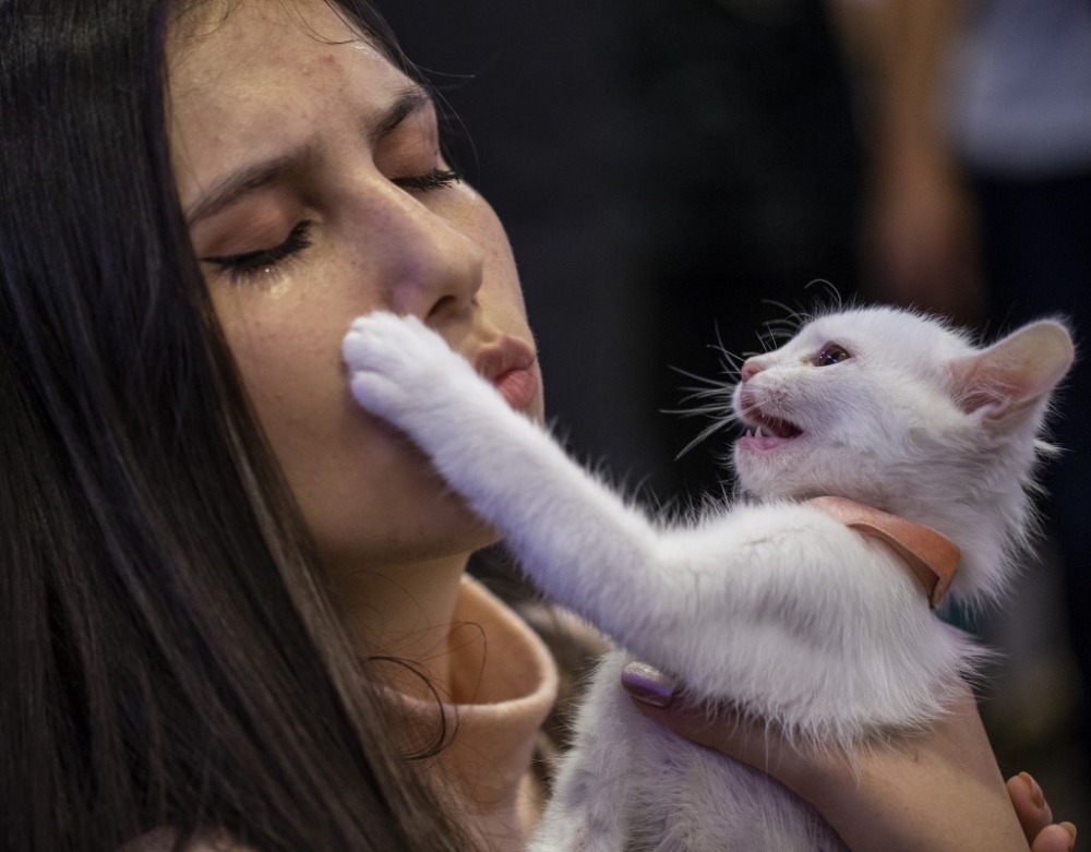 Ankara Pursaklar'da “Kedi Güzellik Festivali” düzenlendi 5