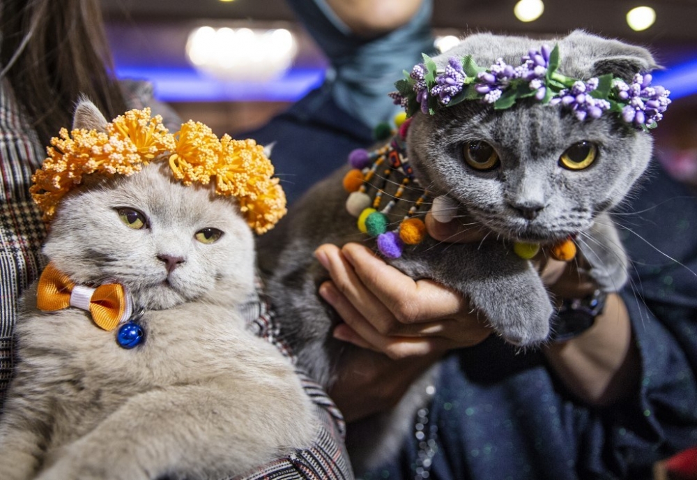 Ankara Pursaklar'da “Kedi Güzellik Festivali” düzenlendi 8