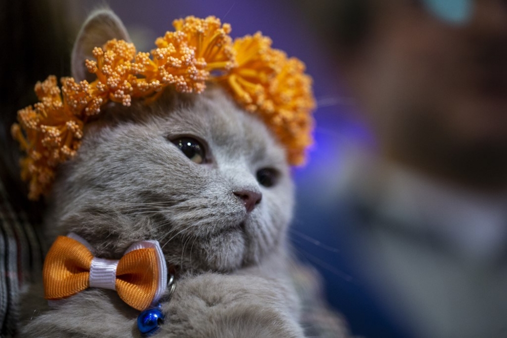 Ankara Pursaklar'da “Kedi Güzellik Festivali” düzenlendi 9