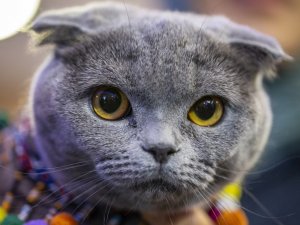 Ankara Pursaklar'da “Kedi Güzellik Festivali” düzenlendi