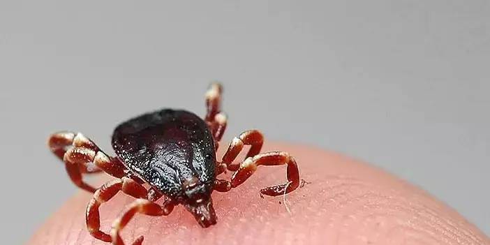 Türkiye’de tehlike alarmı: Sıcaklıkla birlikte artıyor 2