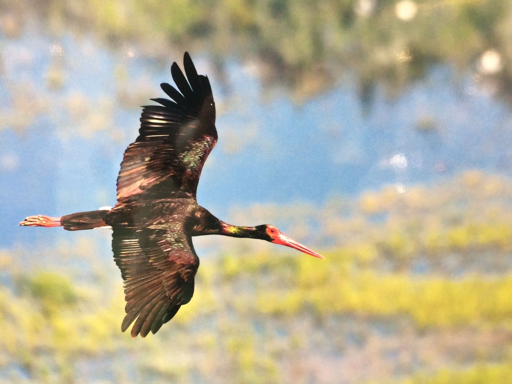 "Nallıhan Kuş Cenneti" 5. Foto Safari'den Kareler 12