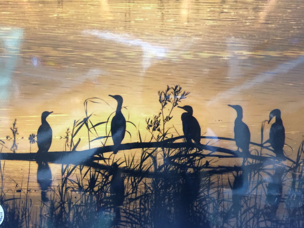 "Nallıhan Kuş Cenneti" 5. Foto Safari'den Kareler 20