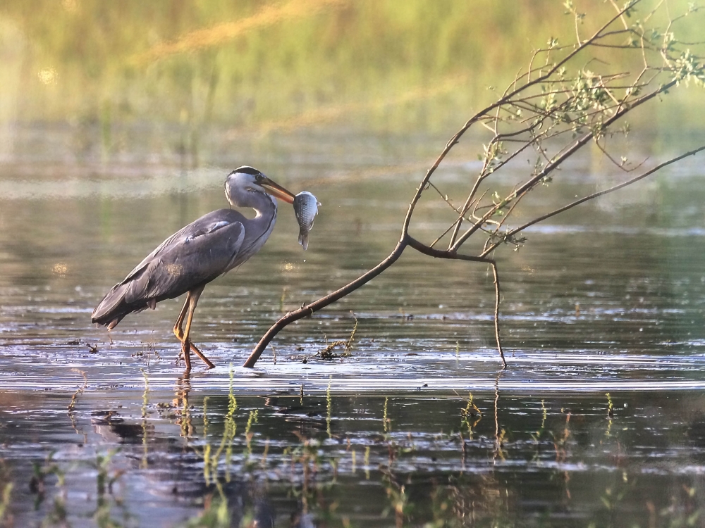 "Nallıhan Kuş Cenneti" 5. Foto Safari'den Kareler 32