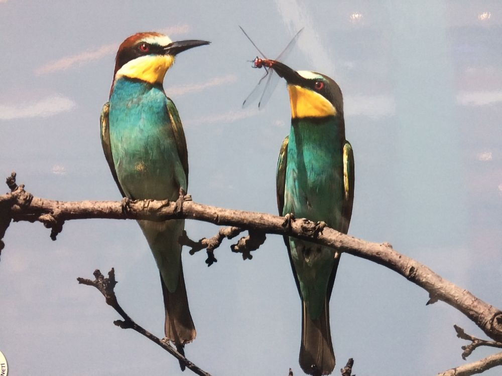 "Nallıhan Kuş Cenneti" 5. Foto Safari'den Kareler 36