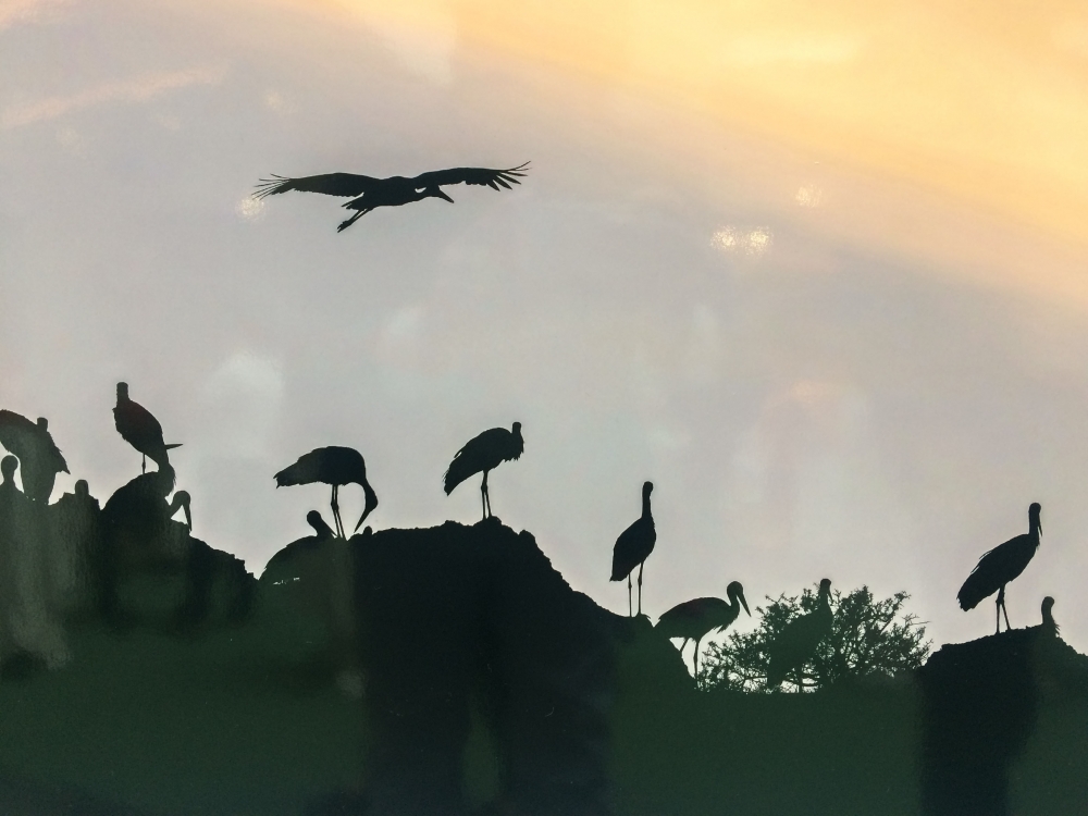 "Nallıhan Kuş Cenneti" 5. Foto Safari'den Kareler 43
