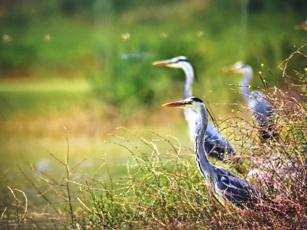 "Nallıhan Kuş Cenneti" 5. Foto Safari'den Kareler 5