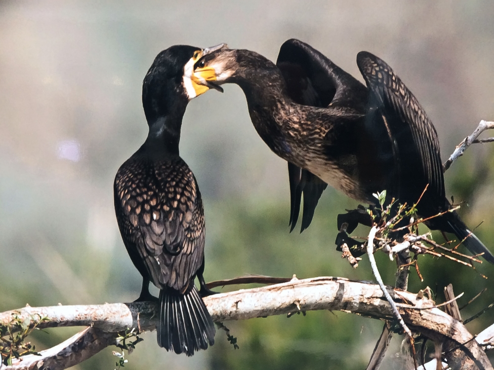 "Nallıhan Kuş Cenneti" 5. Foto Safari'den Kareler 6