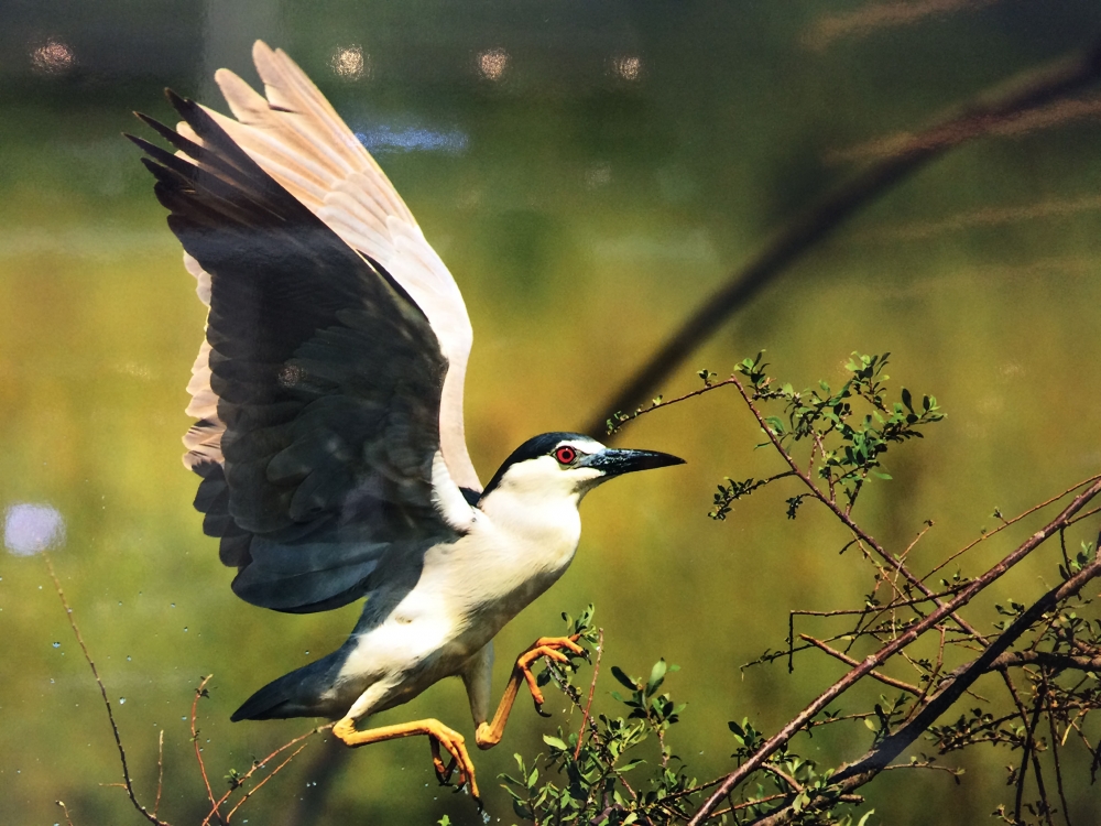 "Nallıhan Kuş Cenneti" 5. Foto Safari'den Kareler 9