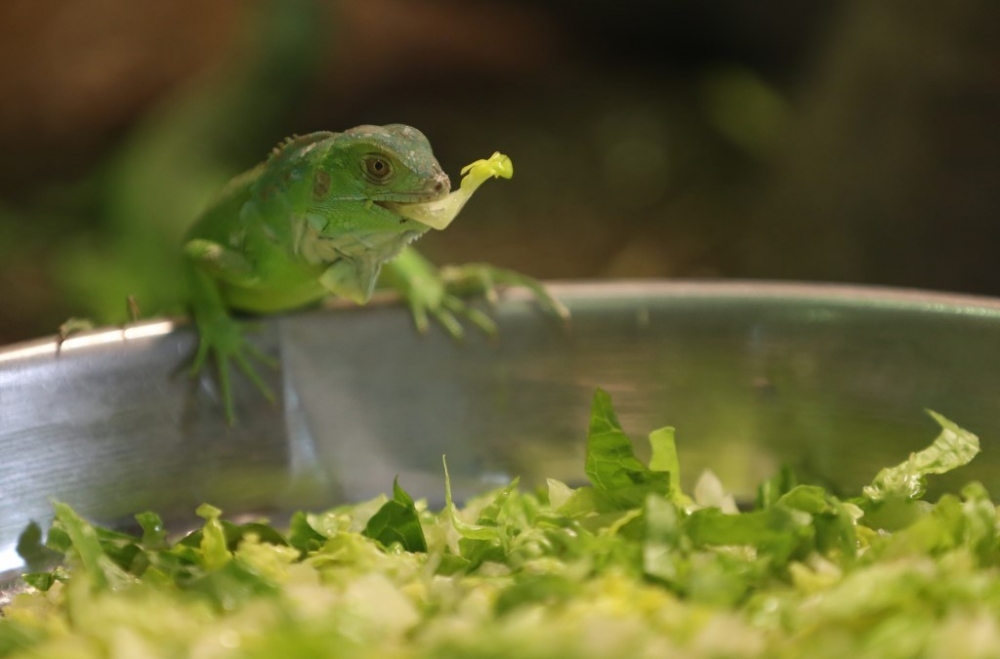 47 iguana yavrusuna özenle bakıyorlar 17