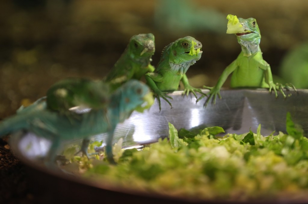 47 iguana yavrusuna özenle bakıyorlar 19