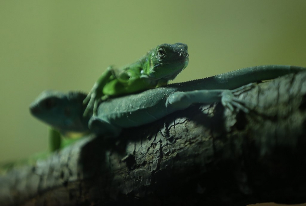 47 iguana yavrusuna özenle bakıyorlar 4