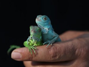 47 iguana yavrusuna özenle bakıyorlar
