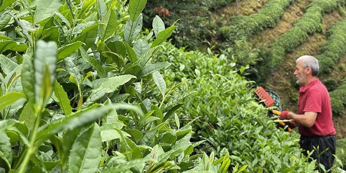 Çay keyfine yeni dalga: ÇAYKUR fiyatları yukarı taşıdı 4