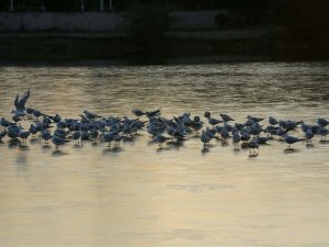 Kocaeli’de gölet buz tuttu