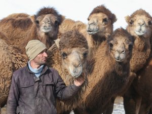 Güreş develerini karlı tepelerde yetiştiriyorlar