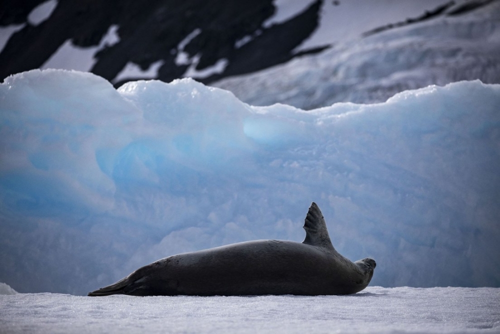 Bilim ve barış kıtası: Antarktika 10