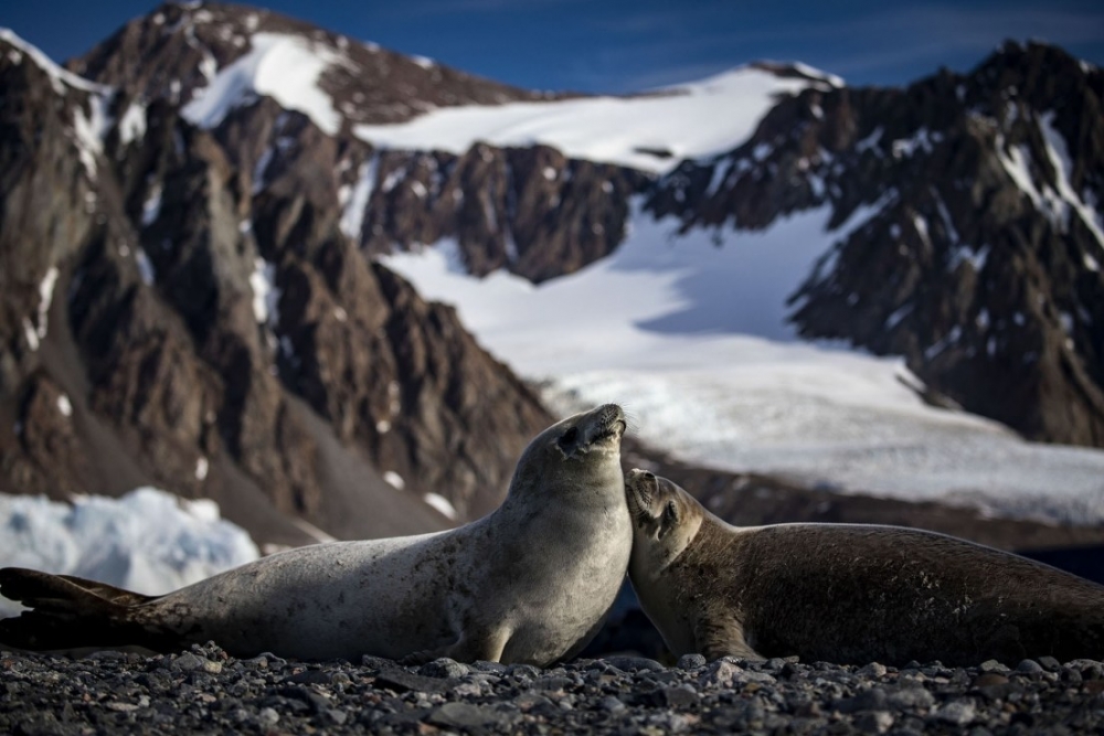 Bilim ve barış kıtası: Antarktika 12