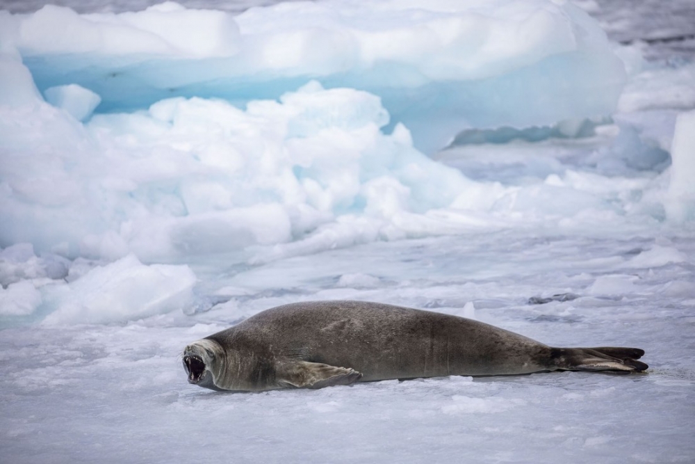 Bilim ve barış kıtası: Antarktika 13