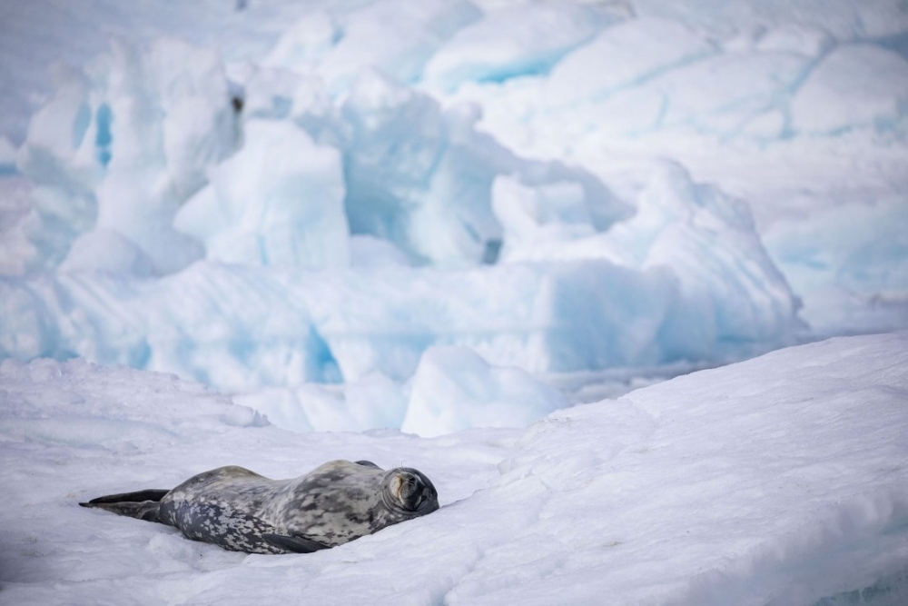 Bilim ve barış kıtası: Antarktika 14