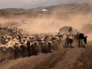 Doğu’da besicilerin ‘tozlu yolculuğu’