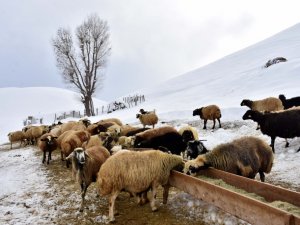 Muş’ta besicilik