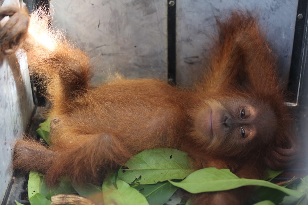 Endonezya’da kaçakçılıktan kurtarılan yavru orangutanlar 1