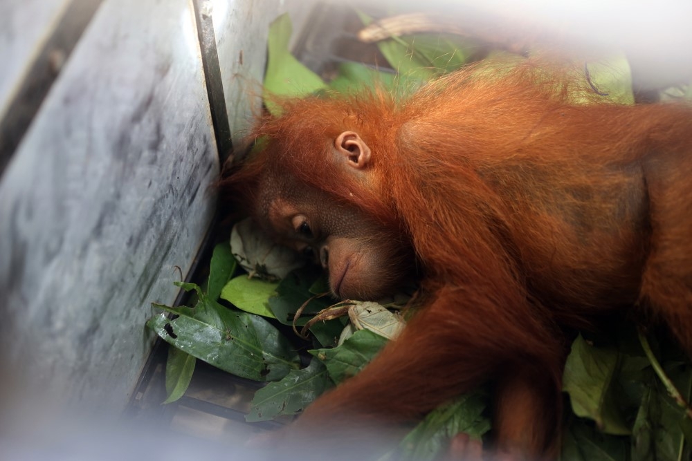 Endonezya’da kaçakçılıktan kurtarılan yavru orangutanlar 2