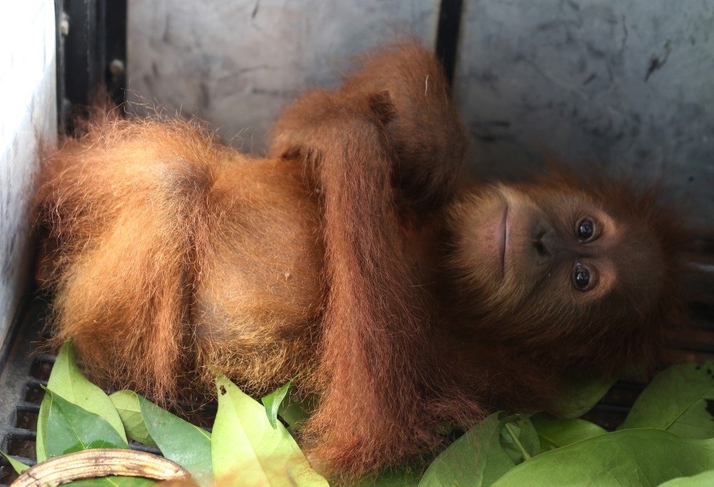 Endonezya’da kaçakçılıktan kurtarılan yavru orangutanlar 3