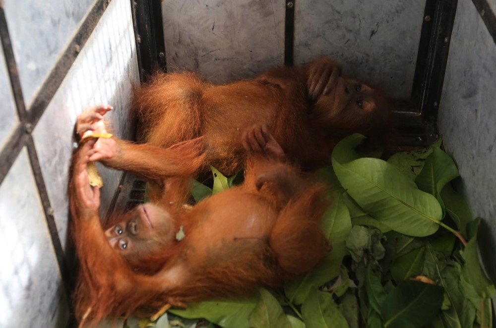 Endonezya’da kaçakçılıktan kurtarılan yavru orangutanlar 4