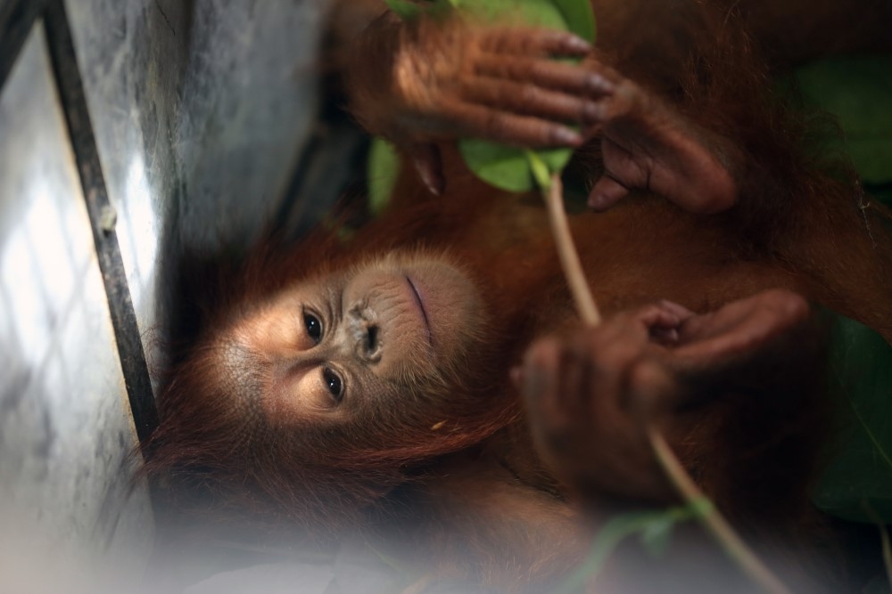 Endonezya’da kaçakçılıktan kurtarılan yavru orangutanlar 5