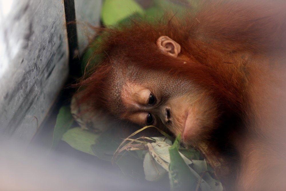 Endonezya’da kaçakçılıktan kurtarılan yavru orangutanlar 7
