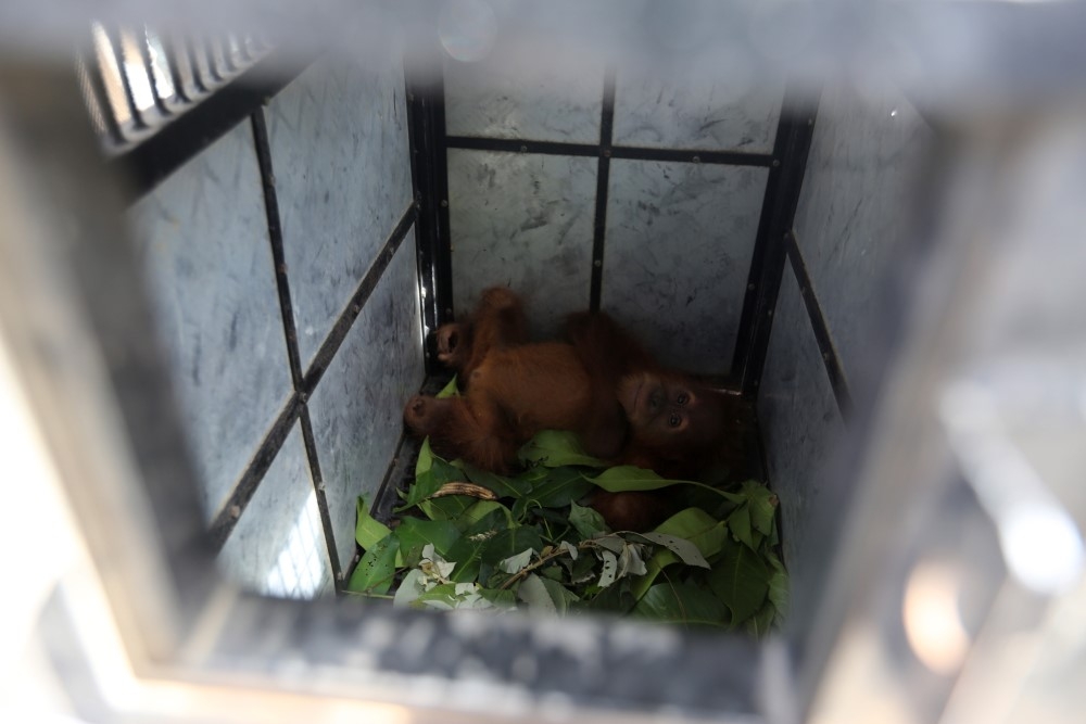 Endonezya’da kaçakçılıktan kurtarılan yavru orangutanlar 8