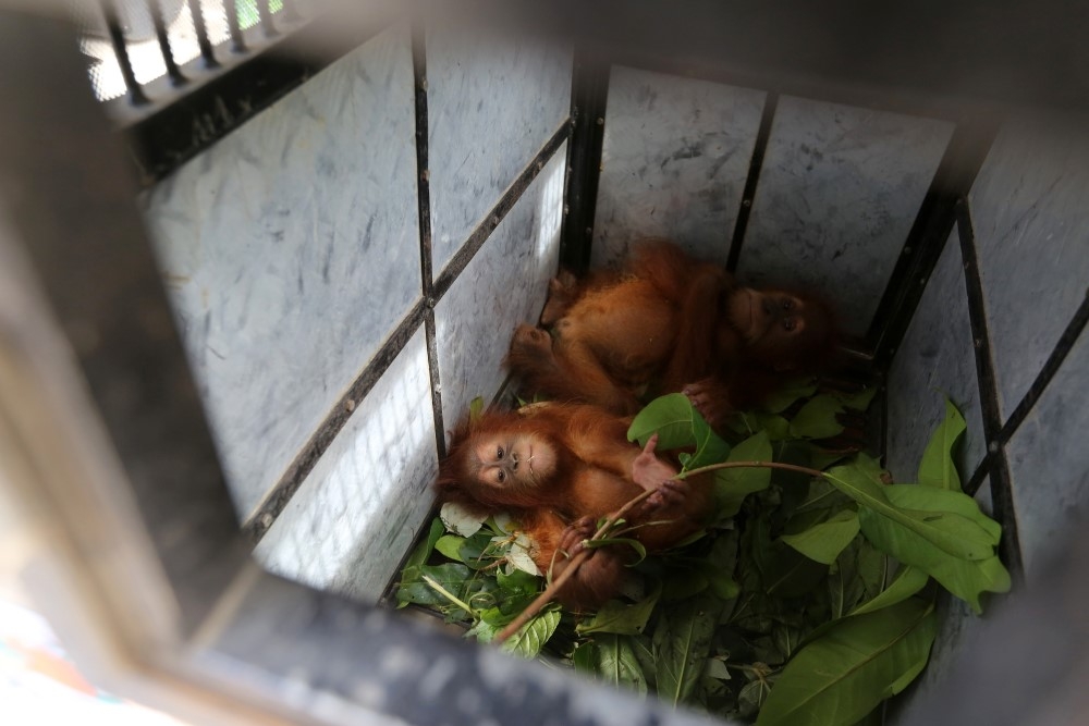 Endonezya’da kaçakçılıktan kurtarılan yavru orangutanlar 9