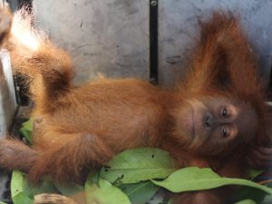 Endonezya’da kaçakçılıktan kurtarılan yavru orangutanlar