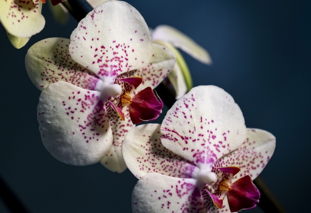 Phalaenopsis Amabilis Orkide 1