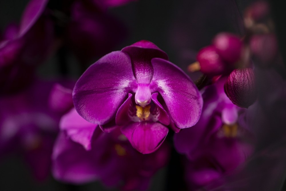 Phalaenopsis Amabilis Orkide 10