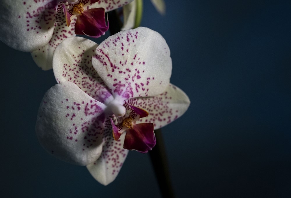 Phalaenopsis Amabilis Orkide 11
