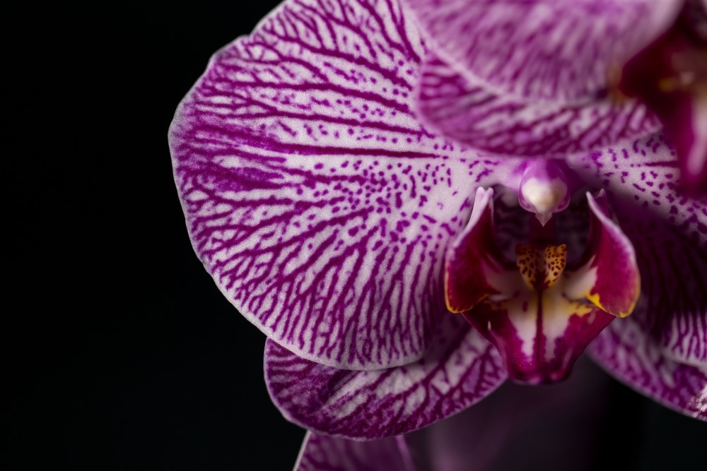 Phalaenopsis Amabilis Orkide 12