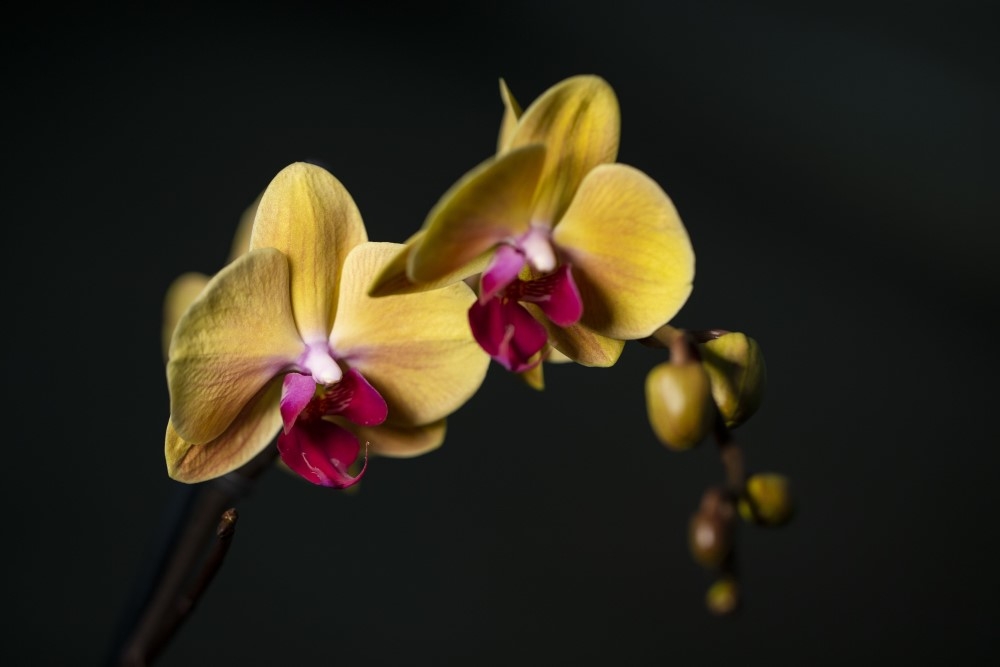 Phalaenopsis Amabilis Orkide 13