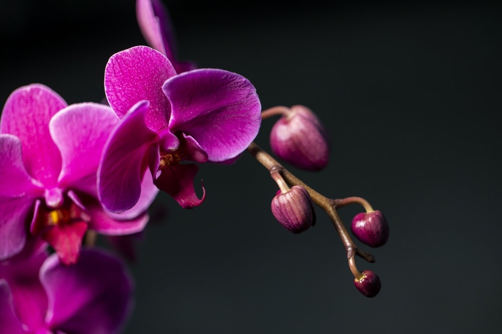 Phalaenopsis Amabilis Orkide 14