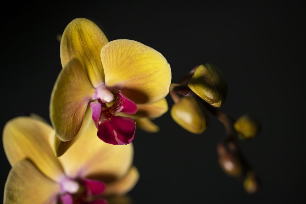 Phalaenopsis Amabilis Orkide 15